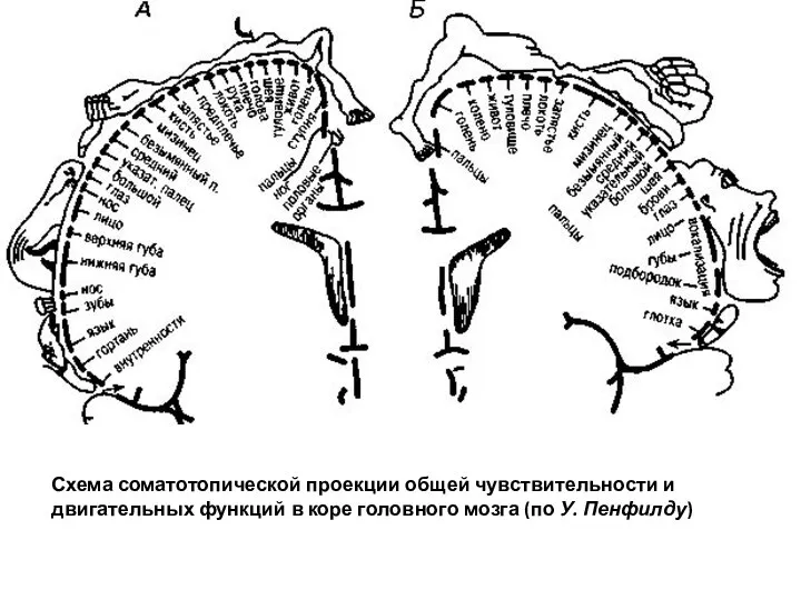 Схема соматотопической проекции общей чувствительности и двигательных функций в коре головного мозга (по У. Пенфилду)
