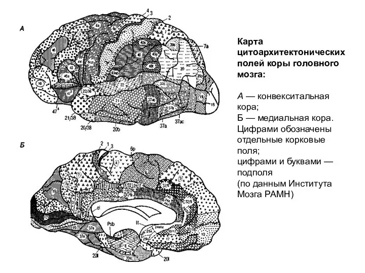 Карта цитоархитектонических полей коры головного мозга: А — конвекситальная кора; Б