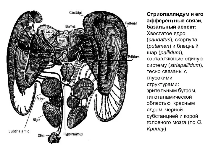 Стриопаллидум и его эфферентные связи, базальный аспект: Хвостатое ядро (caudatus), скорлупа