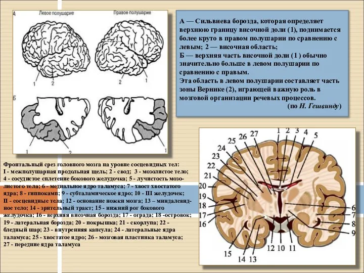 Фронтальный срез головного мозга на уровне сосцевидных тел: I - межполушарная