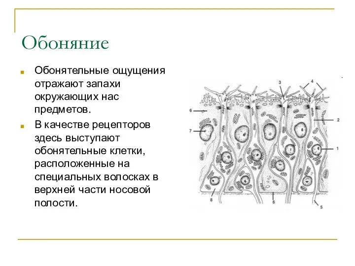 Обоняние Обонятельные ощущения отражают запахи окружающих нас предметов. В качестве рецепторов