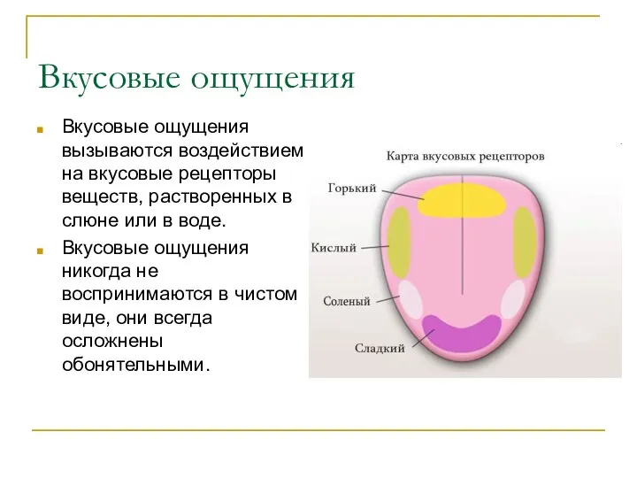 Вкусовые ощущения Вкусовые ощущения вызываются воздействием на вкусовые рецепторы веществ, растворенных