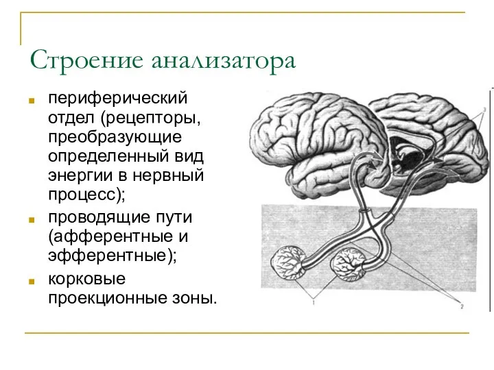 Строение анализатора периферический отдел (рецепторы, преобразующие определенный вид энергии в нервный