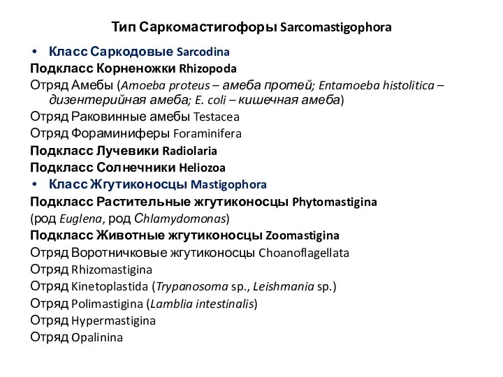 Тип Саркомастигофоры Sarcomastigophora Класс Саркодовые Sarcodina Подкласс Корненожки Rhizopoda Отряд Амебы