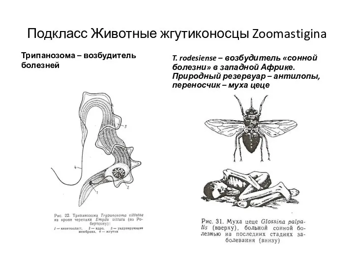 Подкласс Животные жгутиконосцы Zoomastigina Трипанозома – возбудитель болезней T. rodesiense –