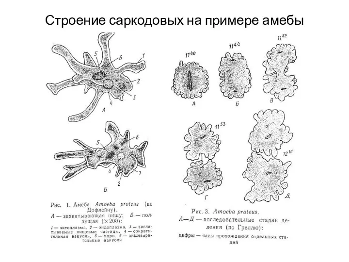 Строение саркодовых на примере амебы