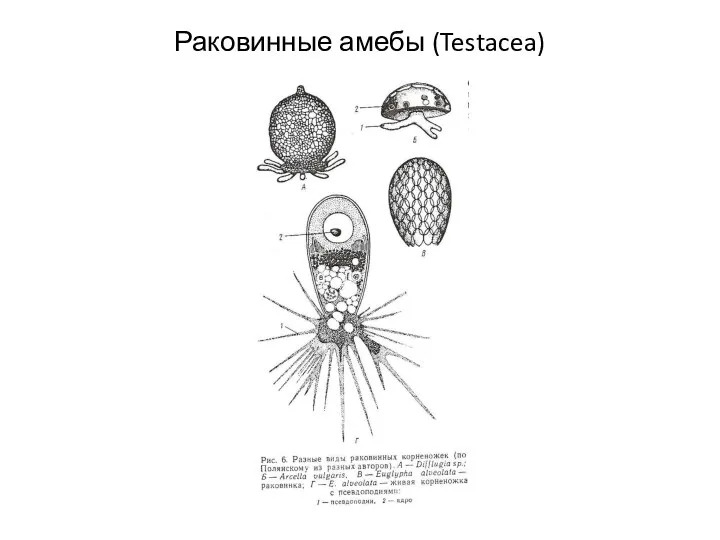 Раковинные амебы (Testacea)