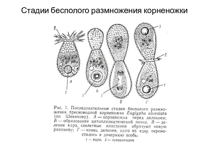 Стадии бесполого размножения корненожки