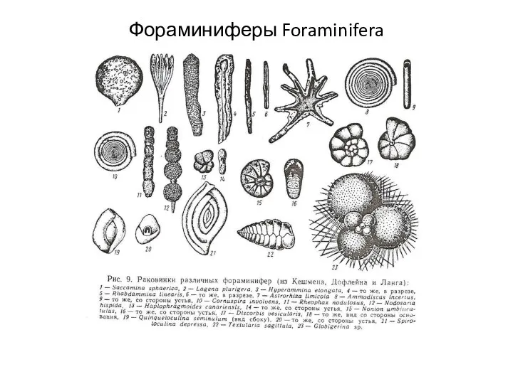 Фораминиферы Foraminifera