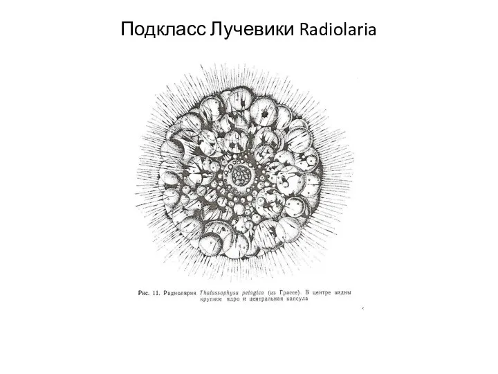 Подкласс Лучевики Radiolaria