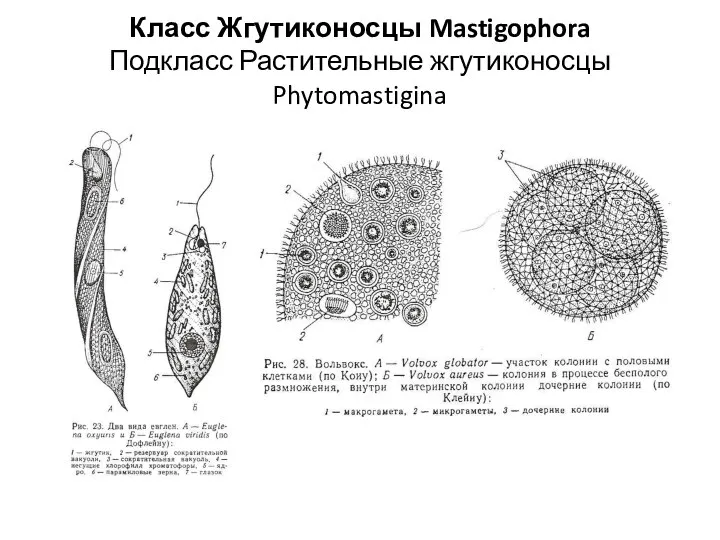 Класс Жгутиконосцы Mastigophora Подкласс Растительные жгутиконосцы Phytomastigina