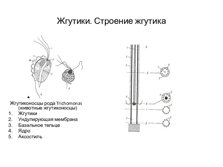 Жгутики. Строение жгутика Жгутиконосцы рода Trichomonas (животные жгутиконосцы) Жгутики Ундулирующая мембрана Базальное тельце Ядро Аксостиль