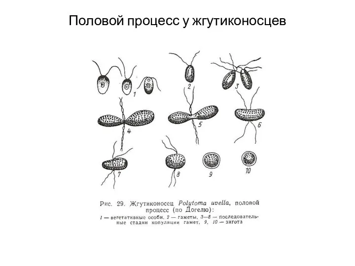 Половой процесс у жгутиконосцев