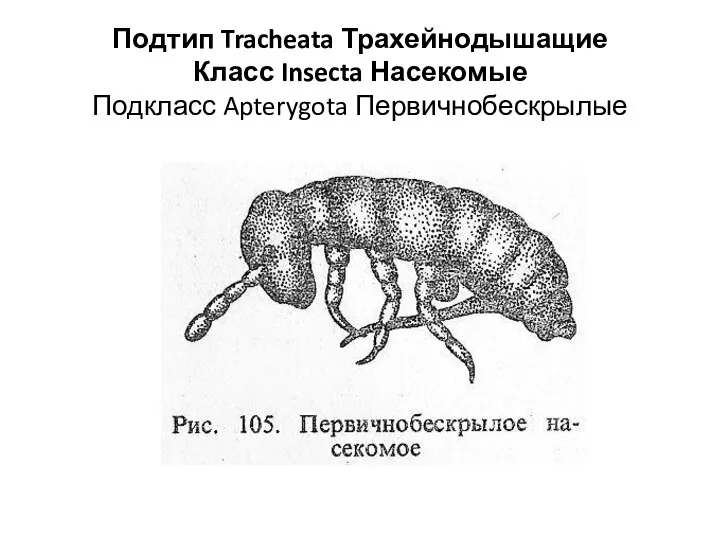 Подтип Tracheata Трахейнодышащие Класс Insecta Насекомые Подкласс Apterygota Первичнобескрылые