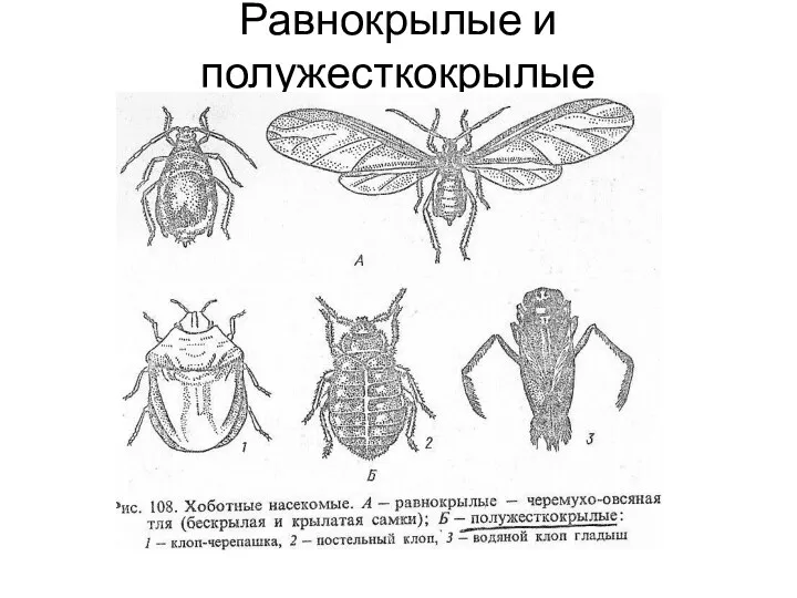 Равнокрылые и полужесткокрылые