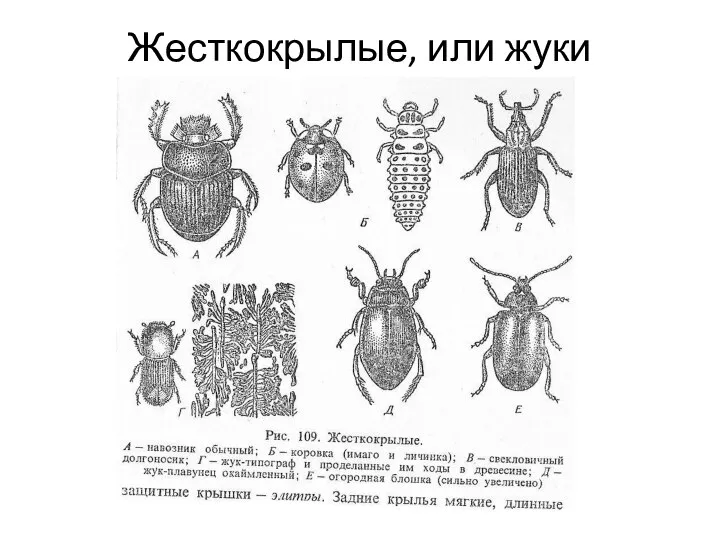 Жесткокрылые, или жуки