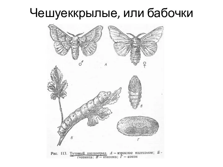 Чешуеккрылые, или бабочки