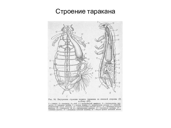 Строение таракана