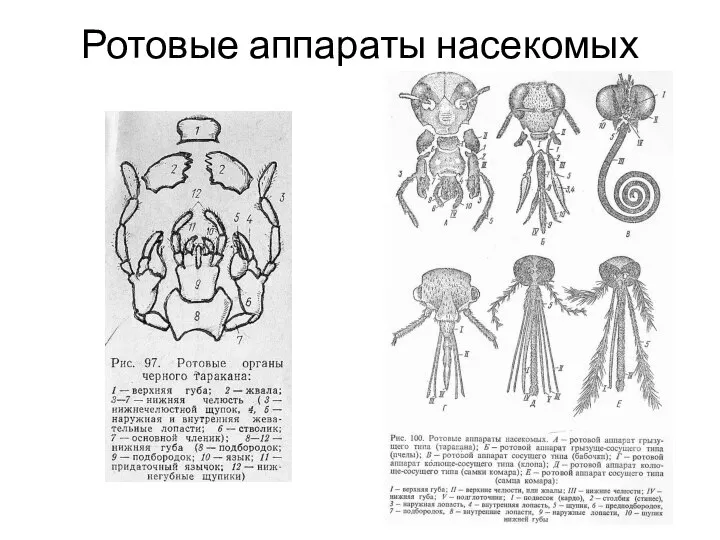 Ротовые аппараты насекомых