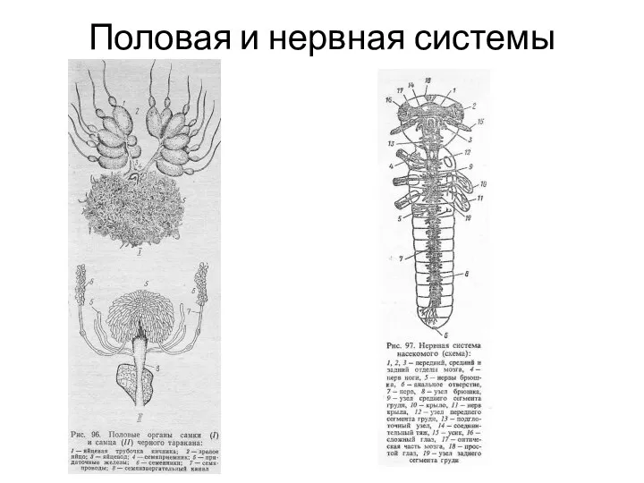 Половая и нервная системы