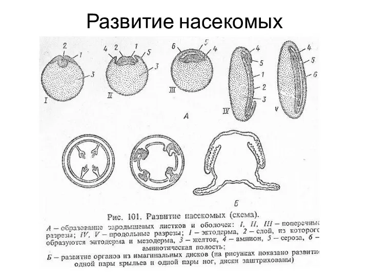 Развитие насекомых