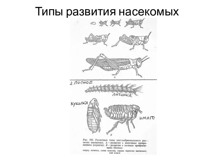 Типы развития насекомых