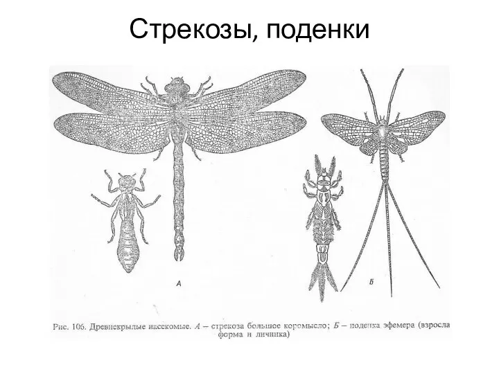 Стрекозы, поденки