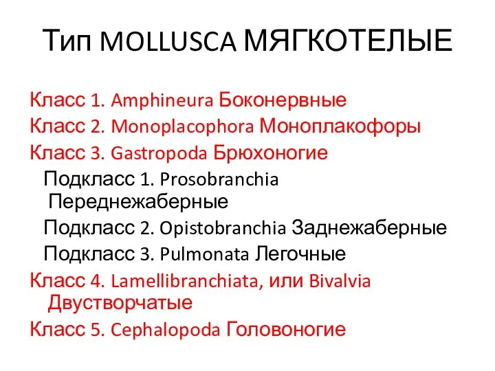 Тип MOLLUSCA МЯГКОТЕЛЫЕ Класс 1. Amphineura Боконервные Класс 2. Monoplacophora Моноплакофоры