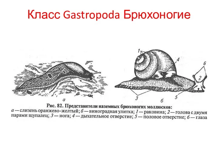Класс Gastropoda Брюхоногие