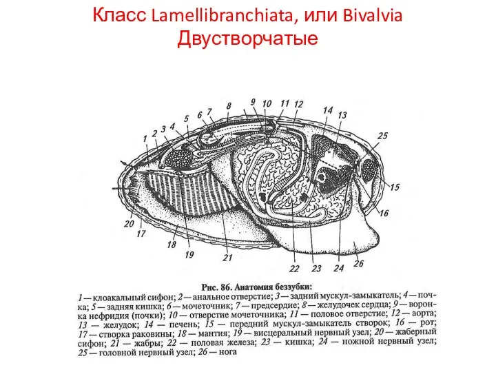 Класс Lamellibranchiata, или Bivalvia Двустворчатые