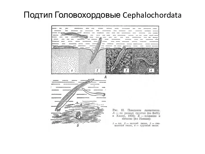 Подтип Головохордовые Cephalochordata