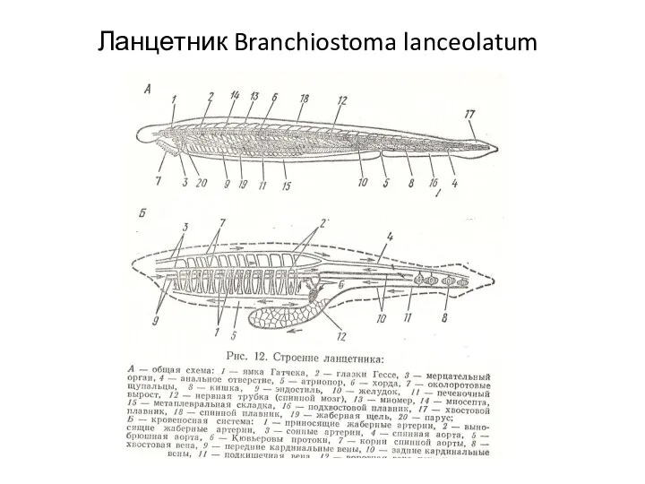 Ланцетник Branchiostoma lanceolatum