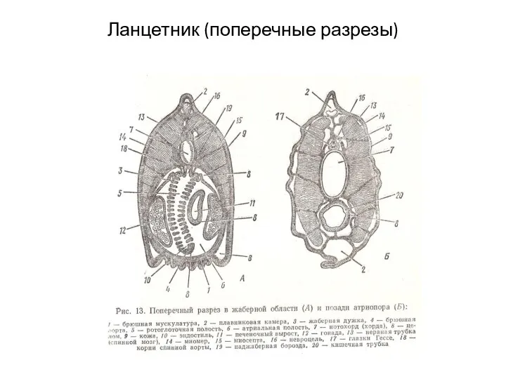 Ланцетник (поперечные разрезы)