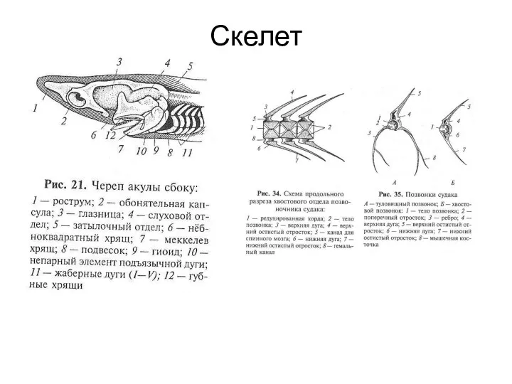 Скелет