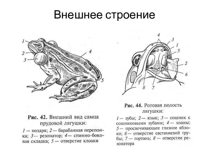 Внешнее строение