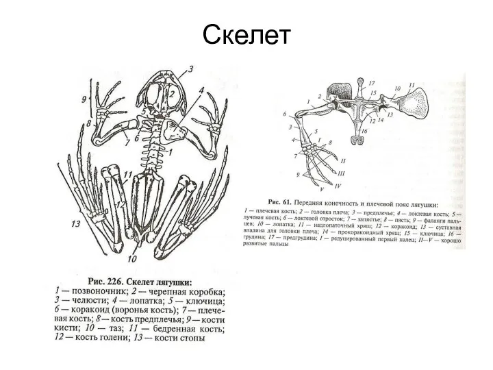 Скелет