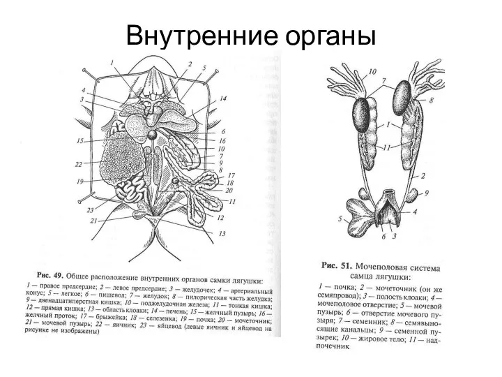 Внутренние органы