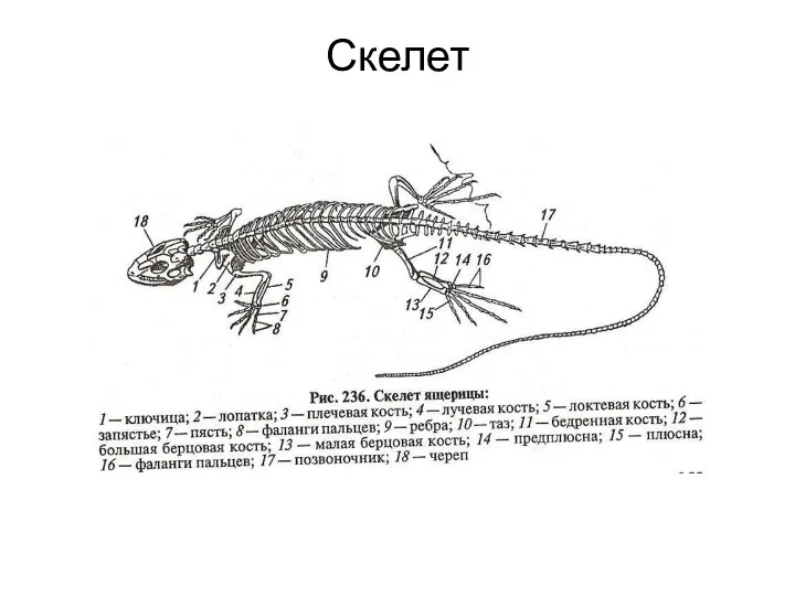 Скелет