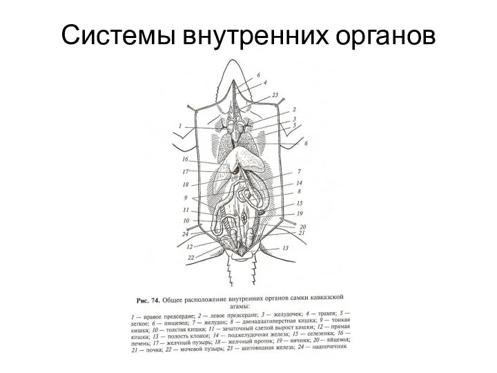 Системы внутренних органов