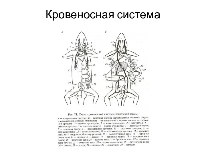 Кровеносная система