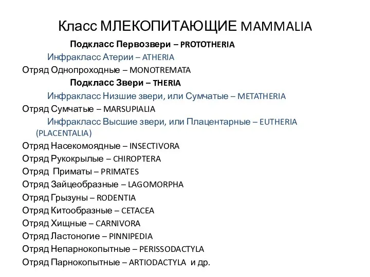 Класс МЛЕКОПИТАЮЩИЕ MAMMALIA Подкласс Первозвери – PROTOTHERIA Инфракласс Атерии – ATHERIA