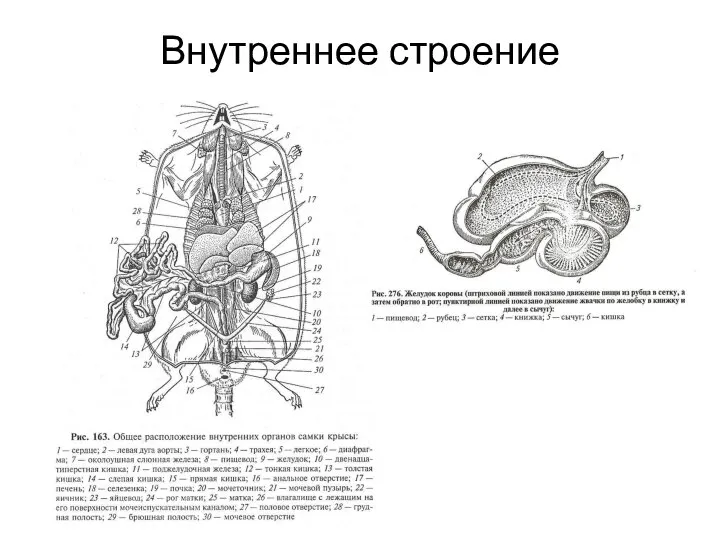 Внутреннее строение