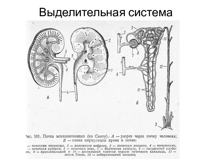 Выделительная система