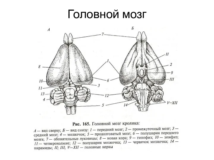 Головной мозг