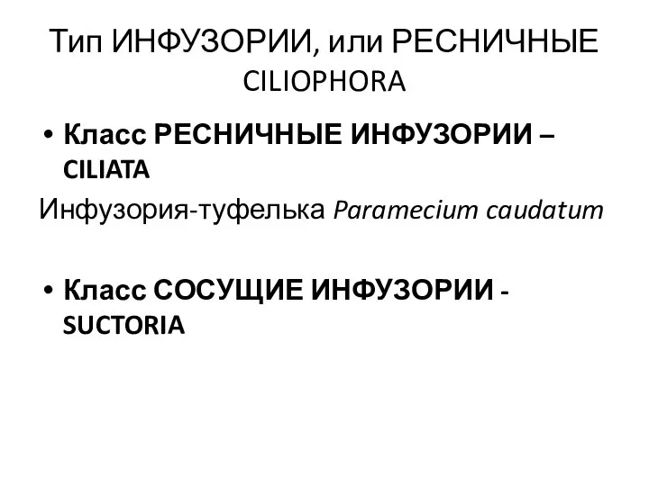 Тип ИНФУЗОРИИ, или РЕСНИЧНЫЕ CILIOPHORA Класс РЕСНИЧНЫЕ ИНФУЗОРИИ – CILIATA Инфузория-туфелька