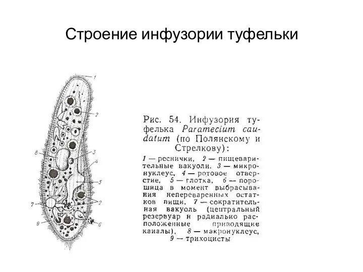 Строение инфузории туфельки