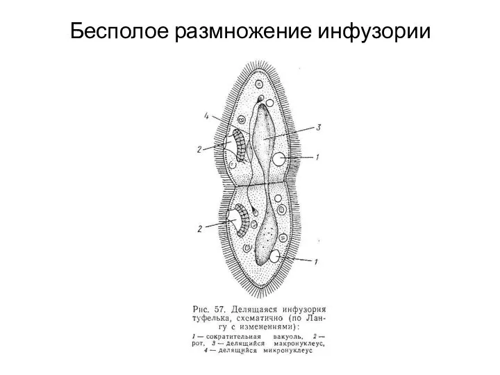 Бесполое размножение инфузории