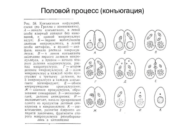 Половой процесс (конъюгация)