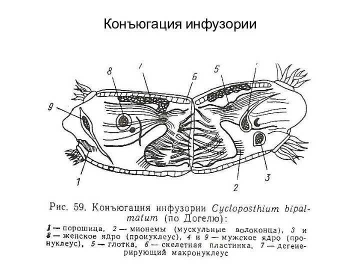 Конъюгация инфузории