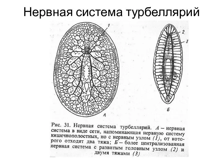 Нервная система турбеллярий